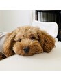 ティーエヌ 行徳駅前店 愛犬モア君(男の子)癒しです♪