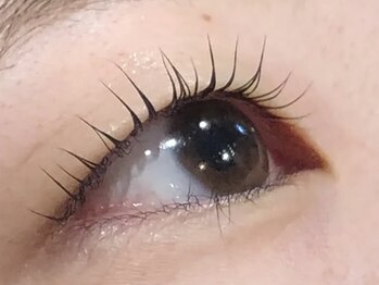 ピクシーボブ(Pixie Bob)/★直角スタイル