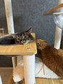 ベルビューティー(belle beauty)&nbsp;猫飼ってます。最近呼んでも来てくれません。それでも大好きです