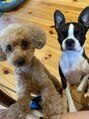 ミーコ(miico) トイプーとボステリを飼っています!可愛い子ちゃん達が癒し!