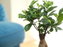 バンヤン(Banyan)/*内観3*