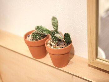 青山バランスアップ治療院/ミニサボテン