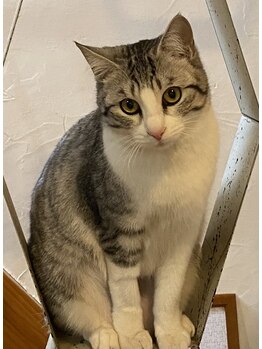 白ねこ化粧品店/ニューフェースのスズです♪