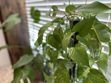 マイストレッチ 黄金町店(My Stretch)/観葉植物もすくすく育ちます