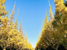 美助(bisuke)/紅葉のいちょう並木