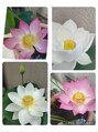 ルアーナ(Luana) 毎年蓮の花を育ています。開花は6月から8月☆是非見て欲しいです
