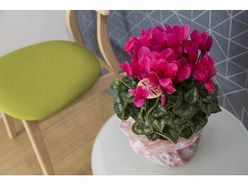 森田整体 瑞穂店/花１【腰痛/名古屋/瑞穂】