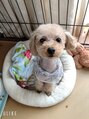 ルナ(Luna) 愛犬トイプードルモコやんちゃな女の子です