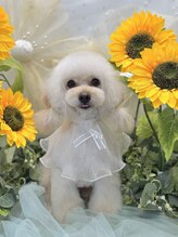 シャルマンローズ(Charmant Rose) 山口 リリー