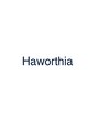ハオルチア(Haworthia)/Haworthia-ハオルチア-