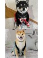 クレアラルーチェ 五日市駅前店(Crea la Luce)&nbsp;愛犬の赤豆柴むぎくんと黒柴ちょこちゃんです♪