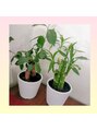 リジュベ(Rejuve) 私の癒しです!最近は多肉植物にハマってます☆