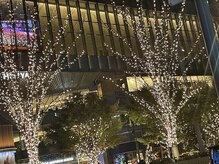 サクラ(Sakura)/街路樹もキラキラです♪♪