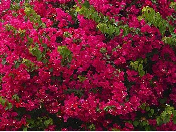 アジアンリラクゼーション ヴィラ 大橋店(asian relaxation villa)/バリ島;ブーゲンビリアの花