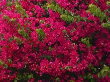 アジアンリラクゼーション ヴィラ 福岡東店(asian relaxation villa)/バリ島；ブーゲンビリアの花