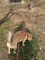 ハレア(HA LEA) わんこの散歩で意識的にフラットになれる時間を作っています。