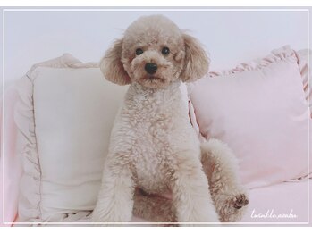 トゥインクル 麻布(twinkle)/わんこ♪《小顔矯正/美容整体》