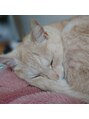 ほぐしの名人 見附店 我が家の愛猫です。今年で15歳になりました!