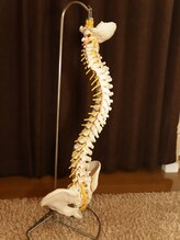 カイロサロン アイリス/骨格標本