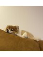 ソライロ(SORAIRO) 愛犬のむぎですU・x・U