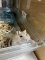 ウィード 橿原店(WEED by サロンドオリーブ) ハムスターを2匹飼っています!可愛いですよね(*^^*)