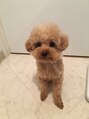 んまち トイプードル1.4kgアプリコット男の子。名前は阿修羅です。