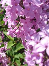 げんき堂鍼灸整骨院 イオン新潟東&nbsp;村田 