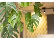 岩川治療院/カウンセリングルームの植物1