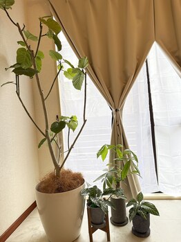 ベルダ(BELDAD)/観葉植物で癒しアップ