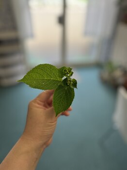 マシュマロハンド/よもぎ蒸し/冷え/むくみ改善