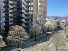 青梅やわらか整体/サロン周辺の街路樹、ハナミズキ