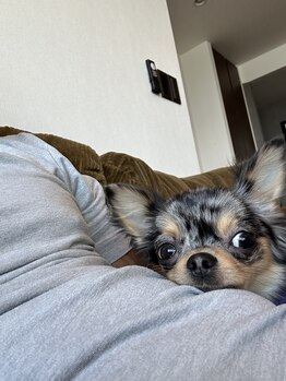 セバス 赤坂見附(SEBAS)/chihuahua