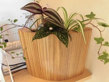 オキシデイスパ 海南店/グリーンを飾ってお出迎え♪