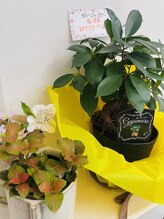 セレージュ(Serege)/玄関の観葉植物たち♪