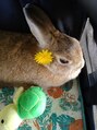 リフレッシュサロン山椿 本店 ミニうさぎのうさこを飼っています。とっても癒されます!5才に