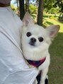 ジュネル チワワ飼ってます♪世界一可愛い☆と、思っています♪