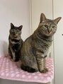 眉ラボ 大阪本町店 実家の姉妹猫です。動物大好き^ ^