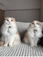 ビューティーラインリュクス(BEAUTY LINE Luxe) 猫飼ってます☆動物大好きです!