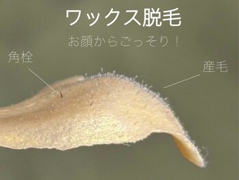 ハリウッドブロウリフトワクシー 渋谷(HOLLYWOODBROWLIFT WAXYYY.)/肌が綺麗になるフェイスワックス