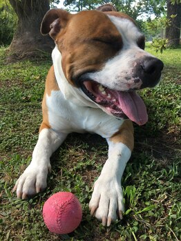 セバス 赤坂見附(SEBAS)/American Staffordshire terrier