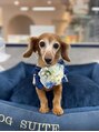 サロンドオーキッド(Salon de Orchid)&nbsp;愛犬のミニチュアダックスフンド、ヴィヴィです♪