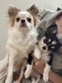 ニュイ 春日部(nuit)&nbsp;愛犬チワワのレイ(白)とピノ(黒)です！春日部/まつげパーマ/眉