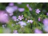 無農薬国産よもぎ蒸し｜冷えや浮腫みの継続ケア｜内側から輝く肌へ