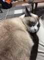 玄氣庵 銀座&nbsp;好きな猫
