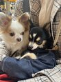 ニュイ 春日部(nuit)&nbsp;愛犬チワワのレイ(白)とピノ(黒)です！春日部/まつげパーマ/眉