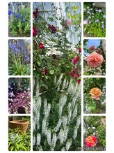 リーズ(Rees)/Reesの庭