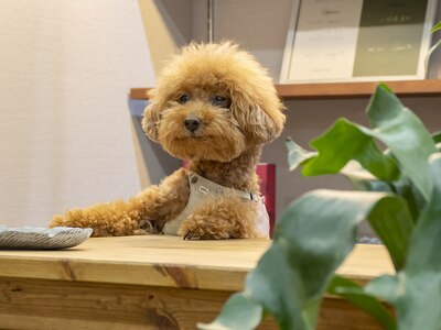 看板犬がいます♪