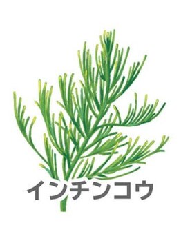 ヨサパーク ラグーン 新大久保(YOSA PARK lagoon)/インチンコウ(キク科)