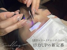 シードリン(Seedling)
