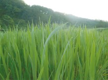 アステキ(ASUTEKI)/